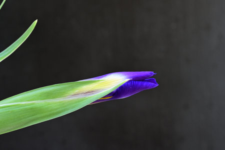 Purple iris flower on black background with copy space for textの写真素材