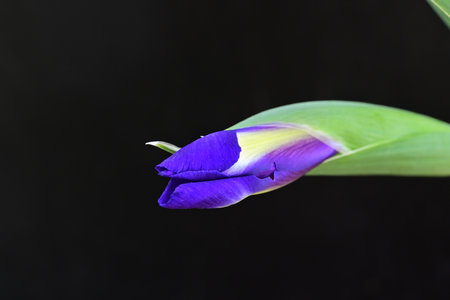 purple iris flower isolated on black background closeup macro photographyの写真素材