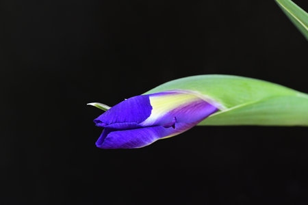 purple iris flower on black background, closeup of photoの写真素材