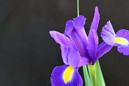 Purple iris flower on black background, closeup of photo