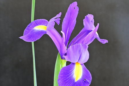 Purple iris flower on black background, closeup of photo