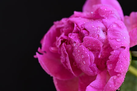Beautiful pink peony with drops of water on a black backgroundの写真素材