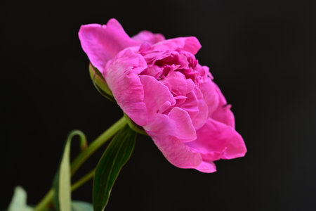 pink peony flower on black background, closeup of photoの写真素材