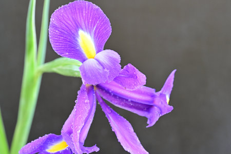 Purple iris flower on black background, closeup of photo