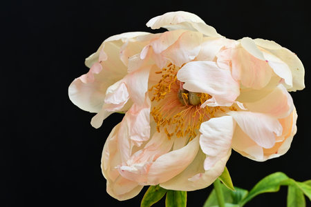 peony flower on a black background, close-up, macroの写真素材