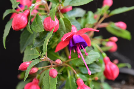 Fuchsia flowers in the garden. Close up. Selective focus