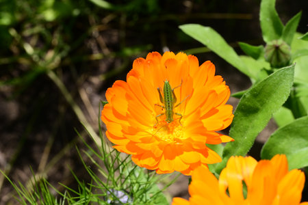Grasshopper on an orange calendula flower in the gardenの写真素材
