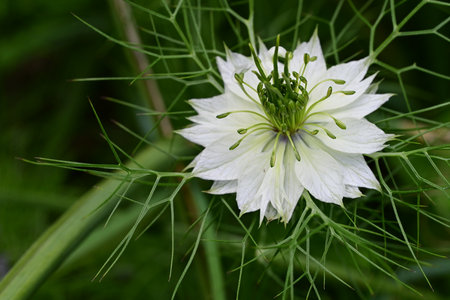 White flower of Nigella damascena (Nigella damascena)の写真素材
