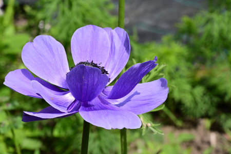 purple anemone flower in the garden, closeup of photoの写真素材