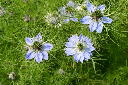 Nigella damascena, nigella damascena.の写真素材