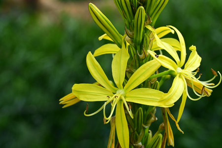 Close up of yellow lily flower (Euphorbia marginata)の写真素材