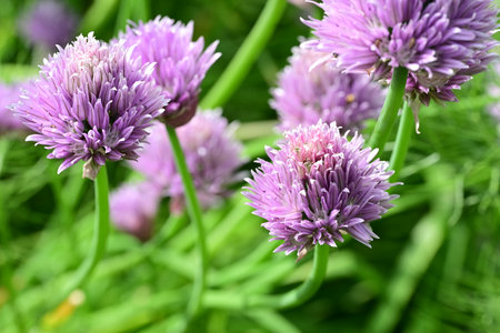 Purple flowers of chives (Allium schoenoprasum)