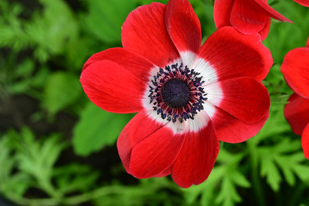 Beautiful red anemone flower in the garden, close upの写真素材
