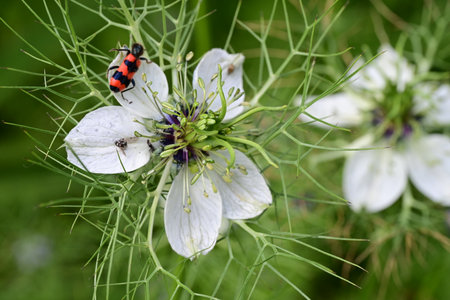 insects on a flower.の写真素材