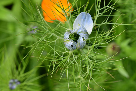Nigella damascena, also known as the black nigellaの写真素材