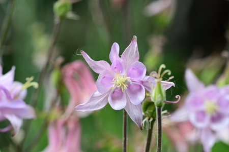 Aquilegia, commonly known as the columbine, is a genus of flowering plants.の写真素材