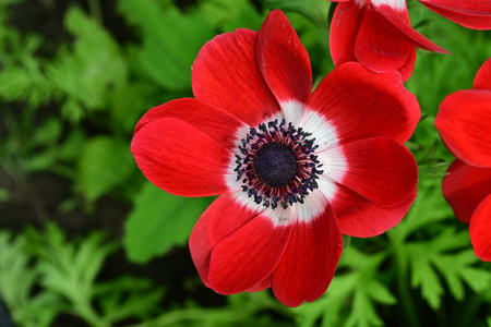Red anemone flower in the garden with green leaves in the backgroundの写真素材