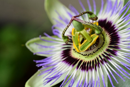 Close up of passion flower, Passiflora caeruleaの写真素材