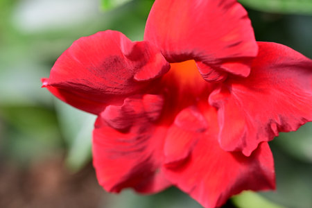 Azalea is a genus of flowering plants in the iris family.の写真素材