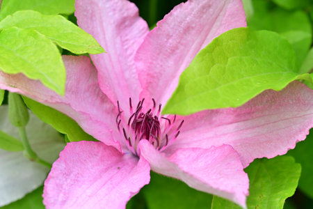 Pink clematis flower with green leaves in the garden on summerの写真素材