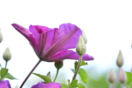 Purple clematis flower isolated on white background with clipping path