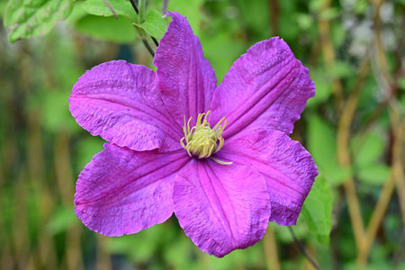 Purple clematis flower blooming in the garden, close up