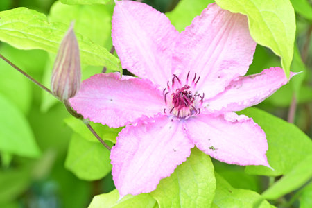Beautiful pink clematis flower in the garden, stock photoの写真素材