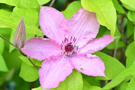purple iris flower in the garden, closeup of photoの写真素材