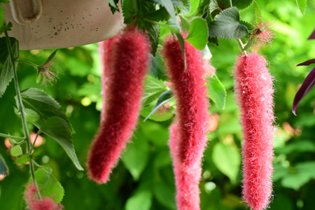 Close-up of red flowers in a pot on a green backgroundの写真素材