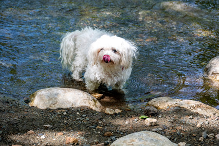 White Maltese dog standing in the water and playing with a stick