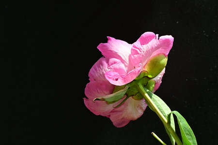 Pink peony flower on a black background, closeup of photoの写真素材