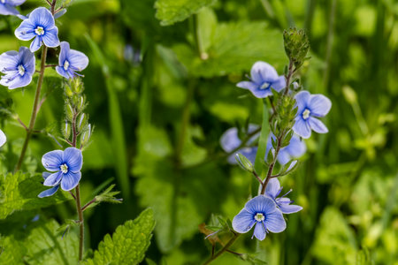 Close up of blue speedwell (Veronica persica) flowers