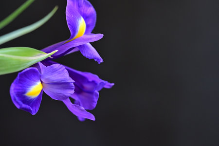 Purple iris flowers on a black background with space for textの写真素材