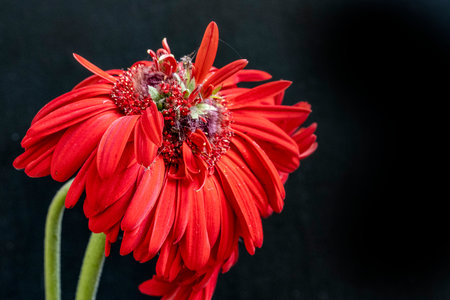 Red gerbera flower isolated on black background with copy space.の写真素材