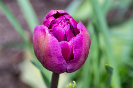 purple tulip on a background of green grass in the gardenの写真素材