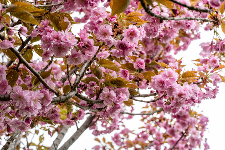 cherry blossom in spring, pink sakura flowers on tree