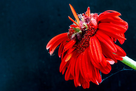 Red gerbera flower on black background with copy space for textの写真素材
