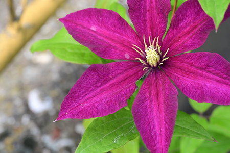 Purple clematis flower in the garden, closeup of photoの写真素材