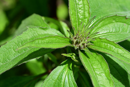 Close up of a green plant in the garden. Shallow depth of fieldの写真素材