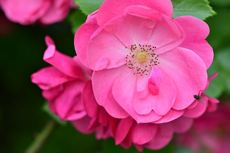 Beautiful pink rose blooming in the garden, close up.の写真素材