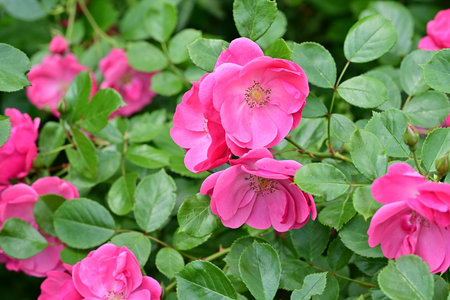 pink roses in the garden, close-up of a flowerの写真素材