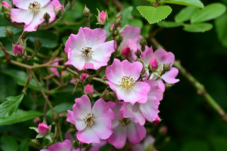 Pink flowers of wild rose on a background of green leaves in the garden