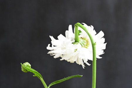 White daisy flower isolated on black background with copy space for text