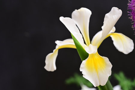 white and yellow iris on black background with copy space for textの写真素材