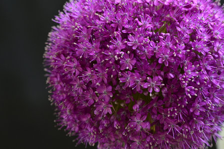 Close up of a purple allium flower, also known as Allium giganteum.