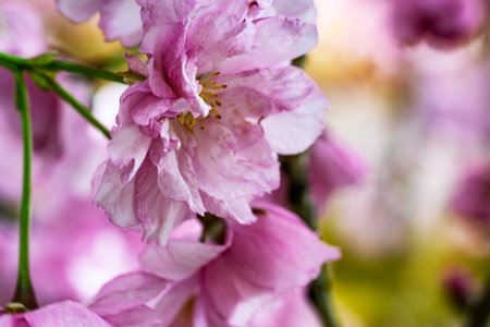 Beautiful pink cherry blossom in spring time, close-up