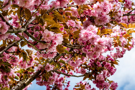 cherry blossom in spring, pink sakura flowers on treeの写真素材
