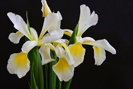 White irises on a black background. Shallow depth of field.