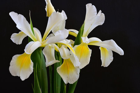 White irises on a black background. Yellow and white flowers.