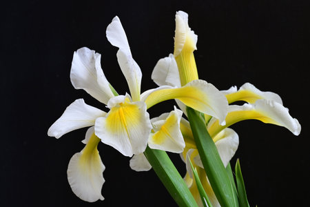 Yellow iris on a black background close-up. Shallow depth of field